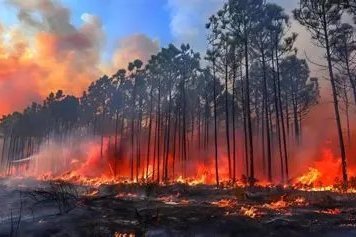 El Movimiento Rural Cristiano, ante los incendios forestales