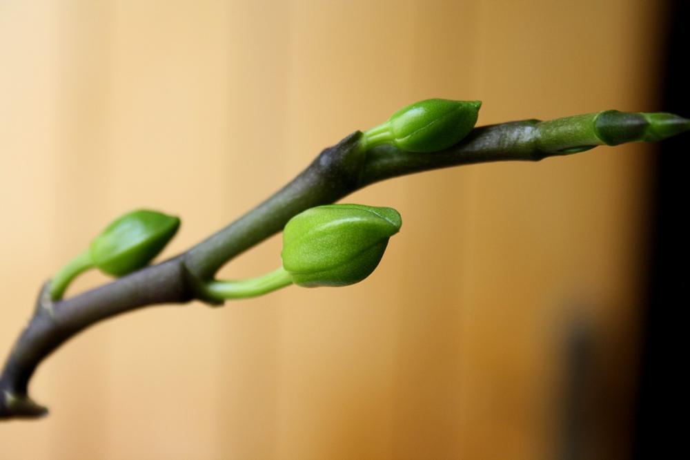 La renovación en la catequesis