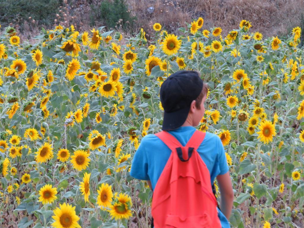 En una plantación de girasoles 