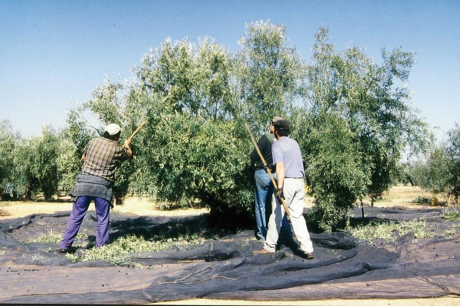 La iglesia de Alameda se implica en la ayuda a los temporeros