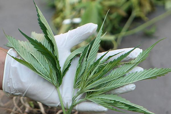 El cannabis como fármaco