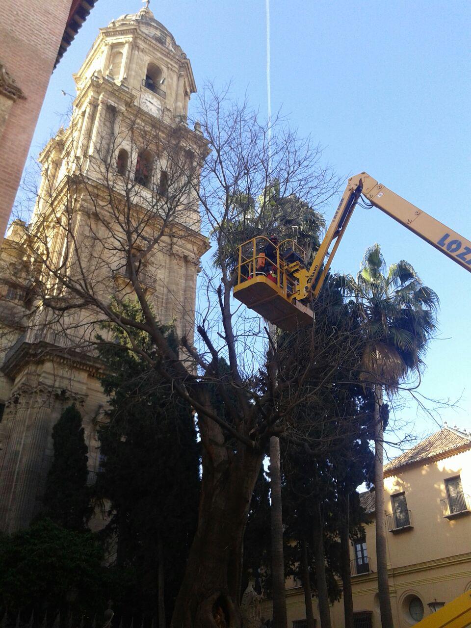 Podado el almez del Sagrario