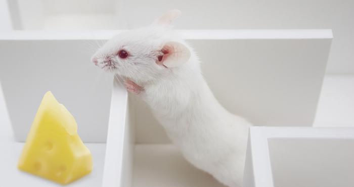 Sistema de recompensa cerebral