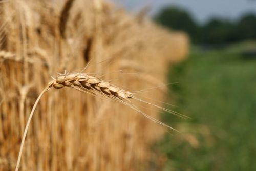 Reflexión sobre los escándalos en la Iglesia