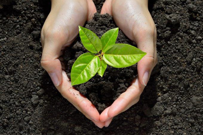 La oración por el cuidado de la creación en El Espejo