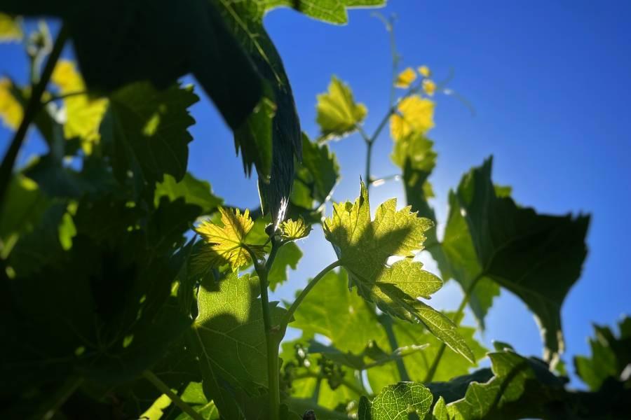 Llamada de los obispos europeos ante emergencia climática