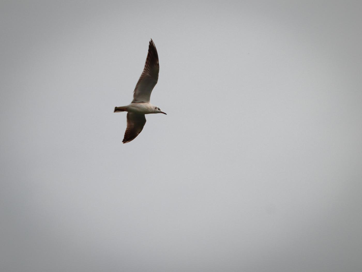 Comentario en texto del Evangelio, por las MM. Dominicas Contemplativas